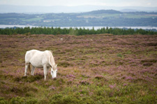 Ireland-Connemara/Galway-Slieve Aughty Mountains Ride